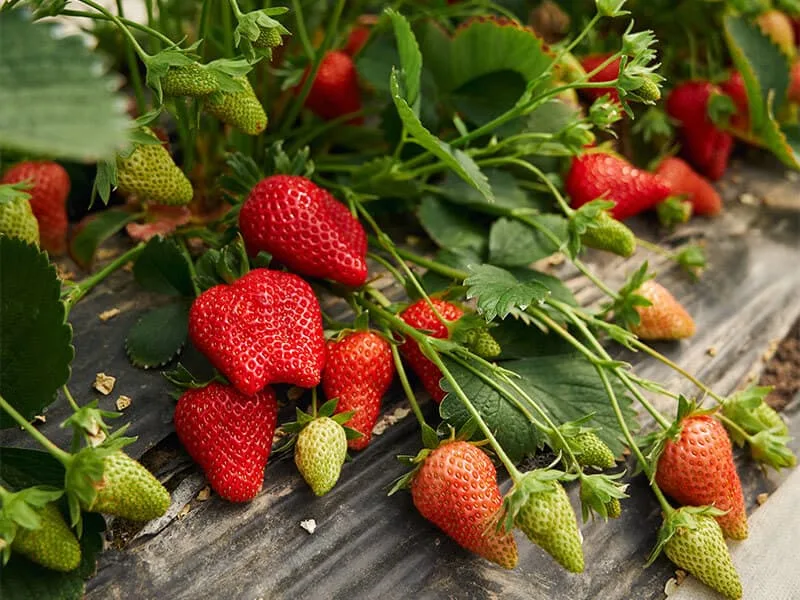Kebun stroberi dan bunga matahari agrowisata Sidomulyo Kota Batu